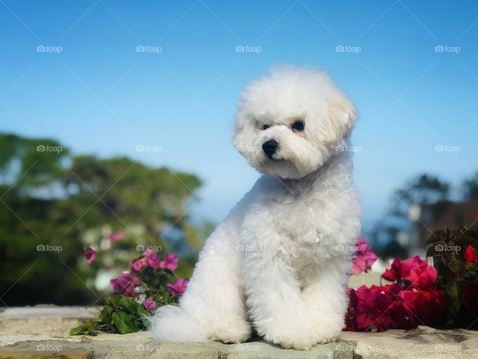A portrait of a newly groomed puppy dog sitting on a stone wall surrounded by flowers with trees fading into background and clear blue sky. 