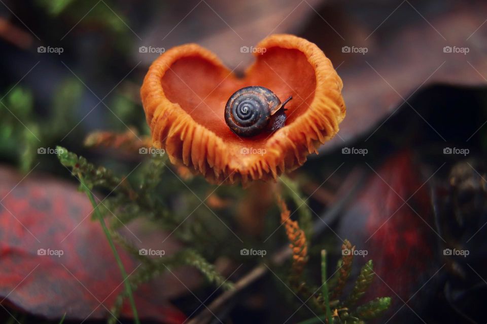 snail on heart shaped mushroom