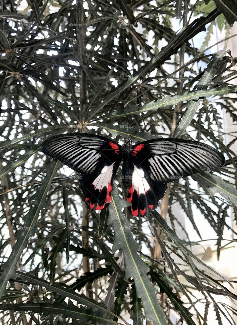 Black, Red & White Butterfly