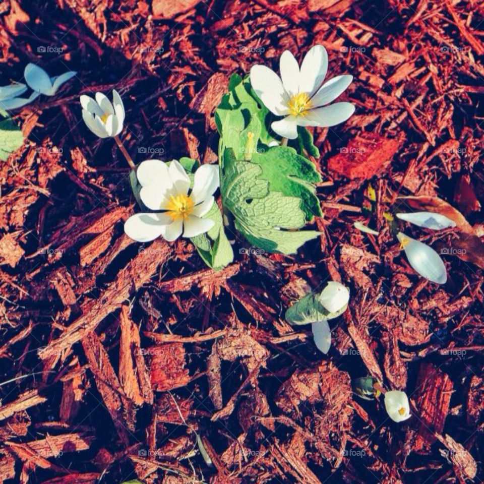 Bloodroot . Bloodroot 