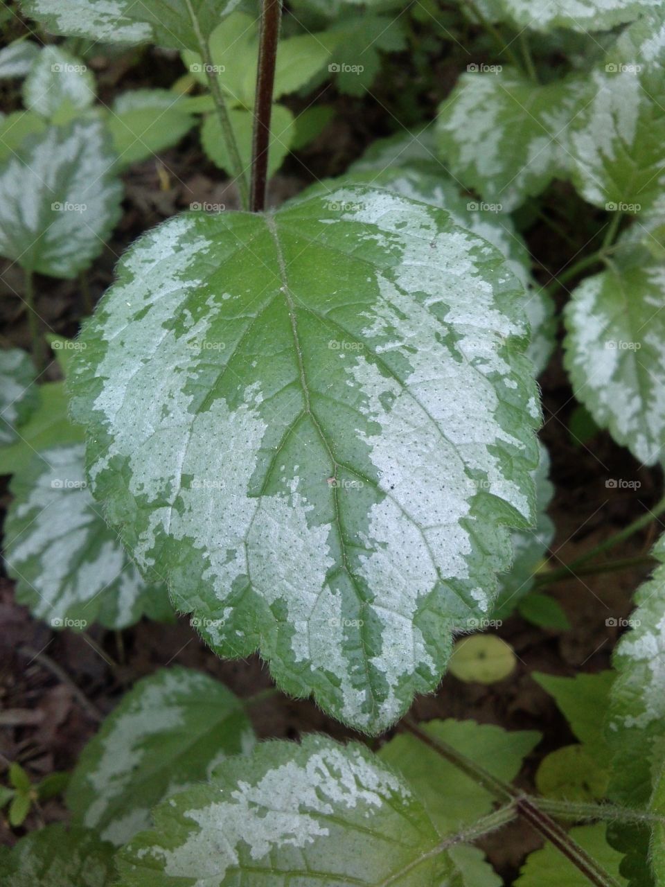 Leaf. green and white