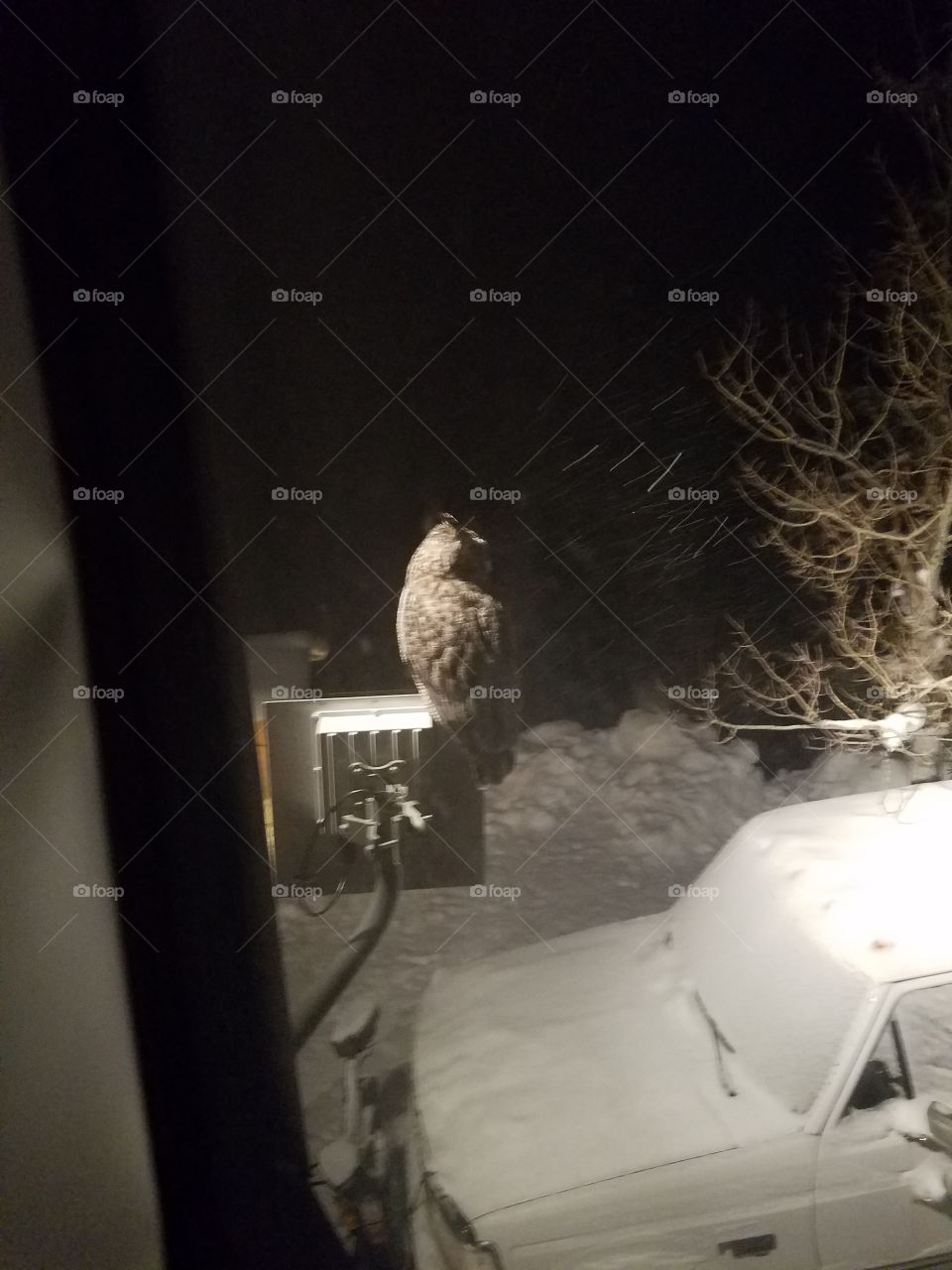 Great Horned Owl outside my bedroom window