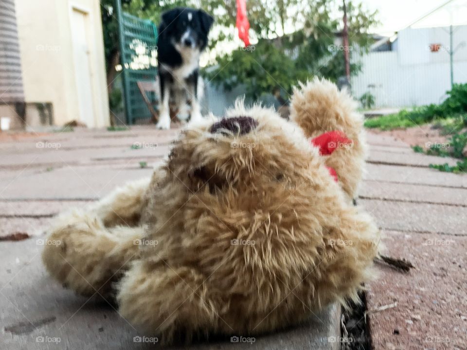 Abandoned teddy bear stuffed animal on ground, sheepdog border collie in background curious