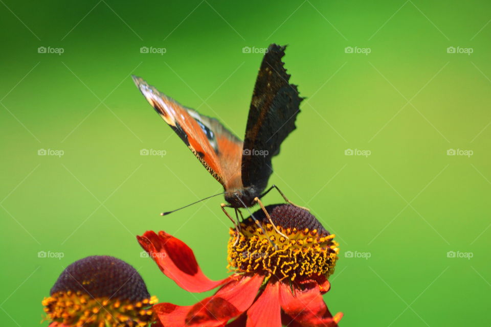 Butterfly, Insect, Nature, No Person, Summer