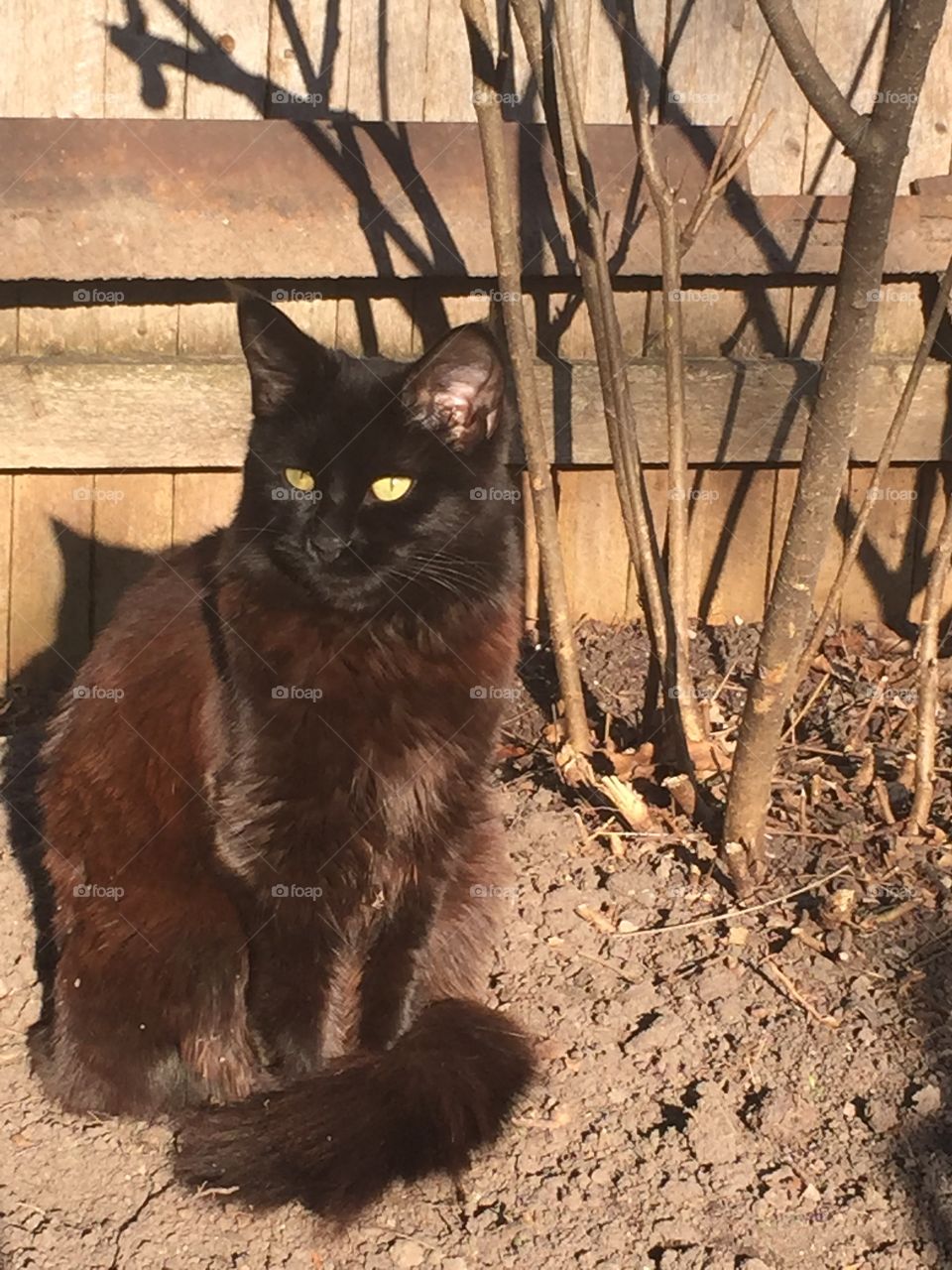Dark and stormy kitty cat