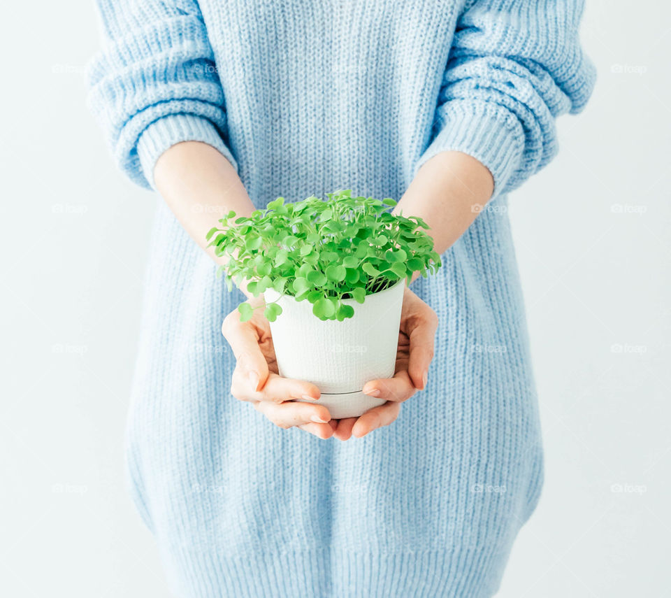 female hands holding flower pot with green grass