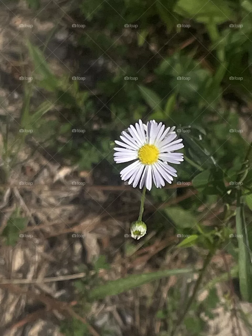 Summer flower