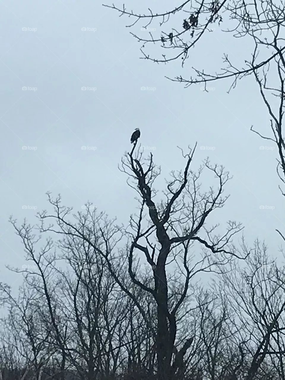 Bald Eagle