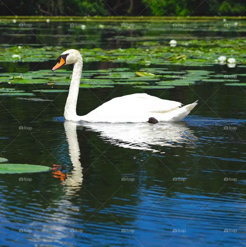 Swan Art