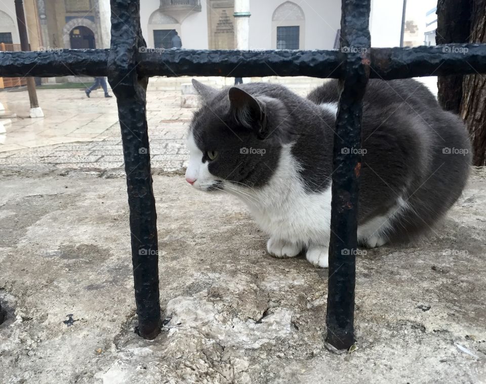 Cat in Mosquee's garden 😸😸