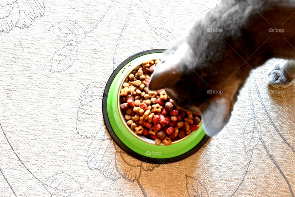 Cat eating kibble