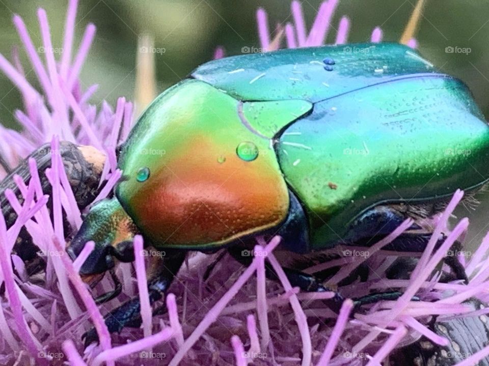 Metal beetle on purple flower 