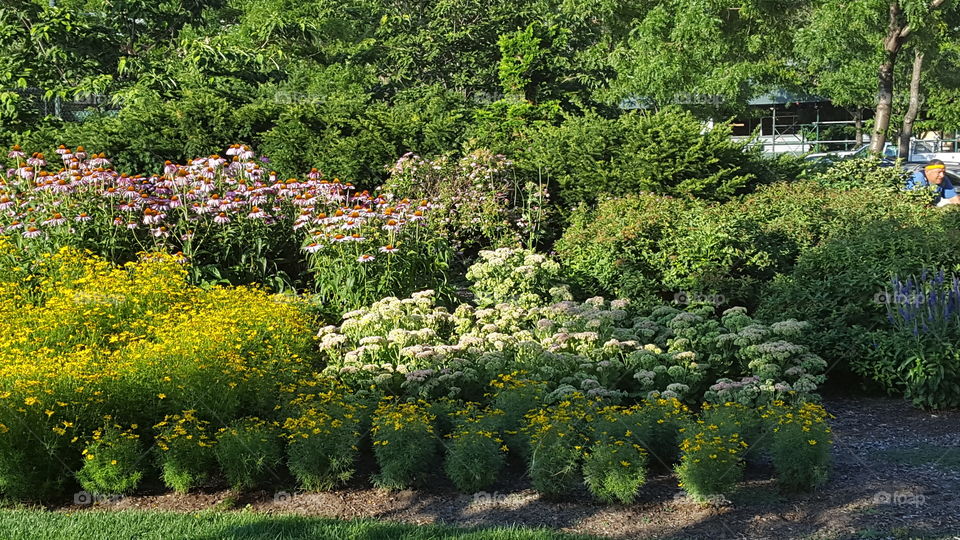 summer blooms on Hudson garden