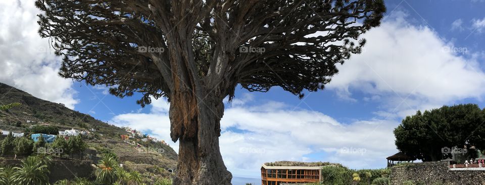 Dragon tree 