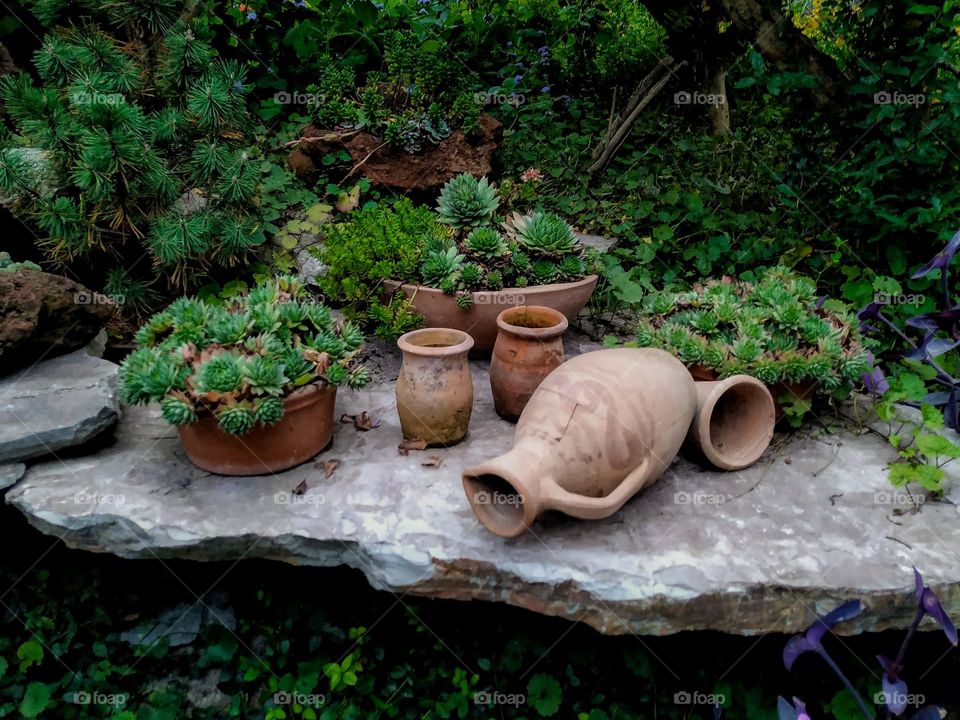 garden plants