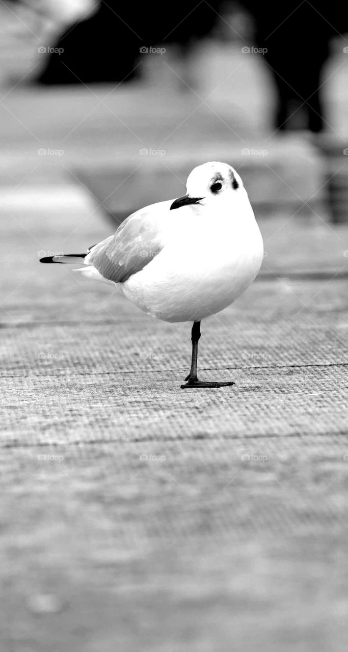 Black and white close up on a Seagull standing on one leg on the pavement in Vannes