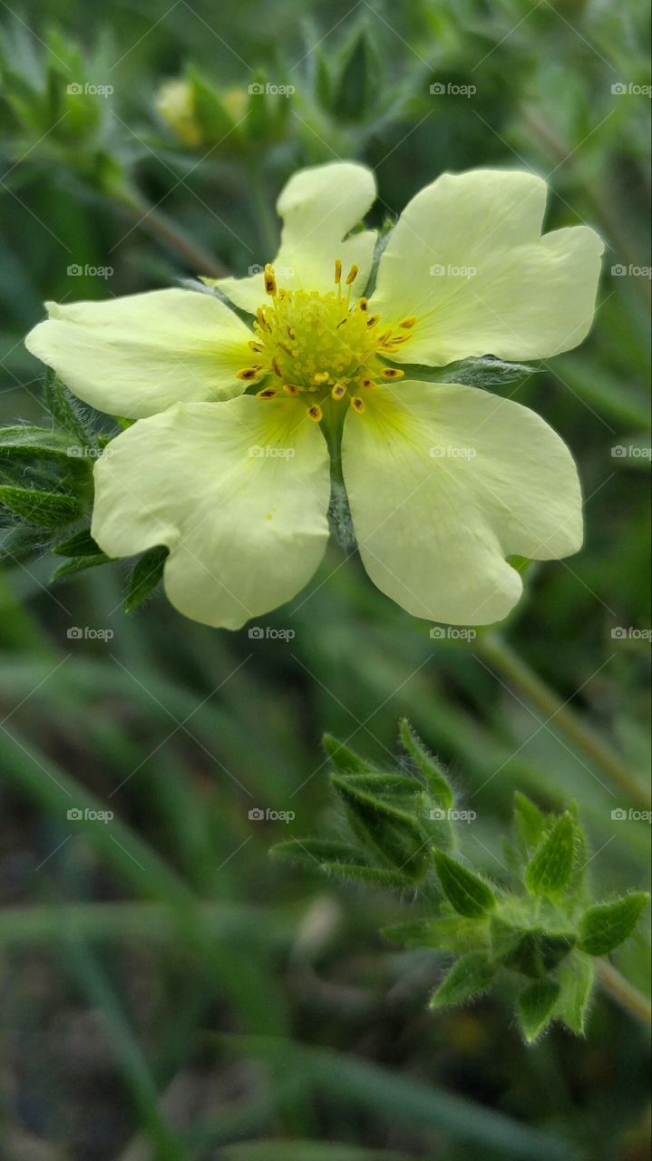 Yellow flower close up