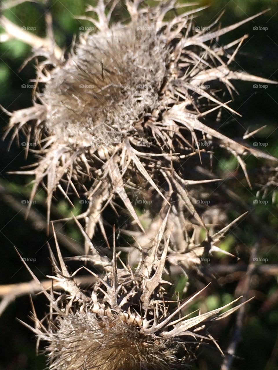 spiky plant