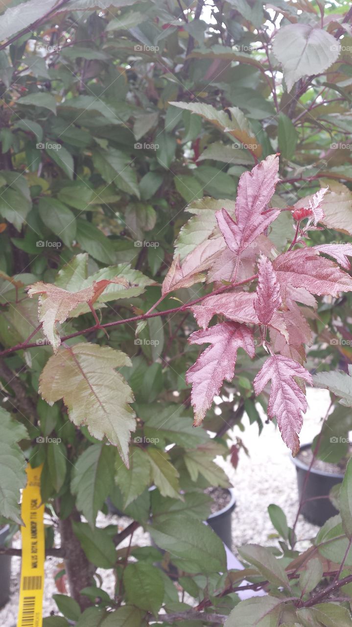 Crabapple royal raindrop leaf  branches