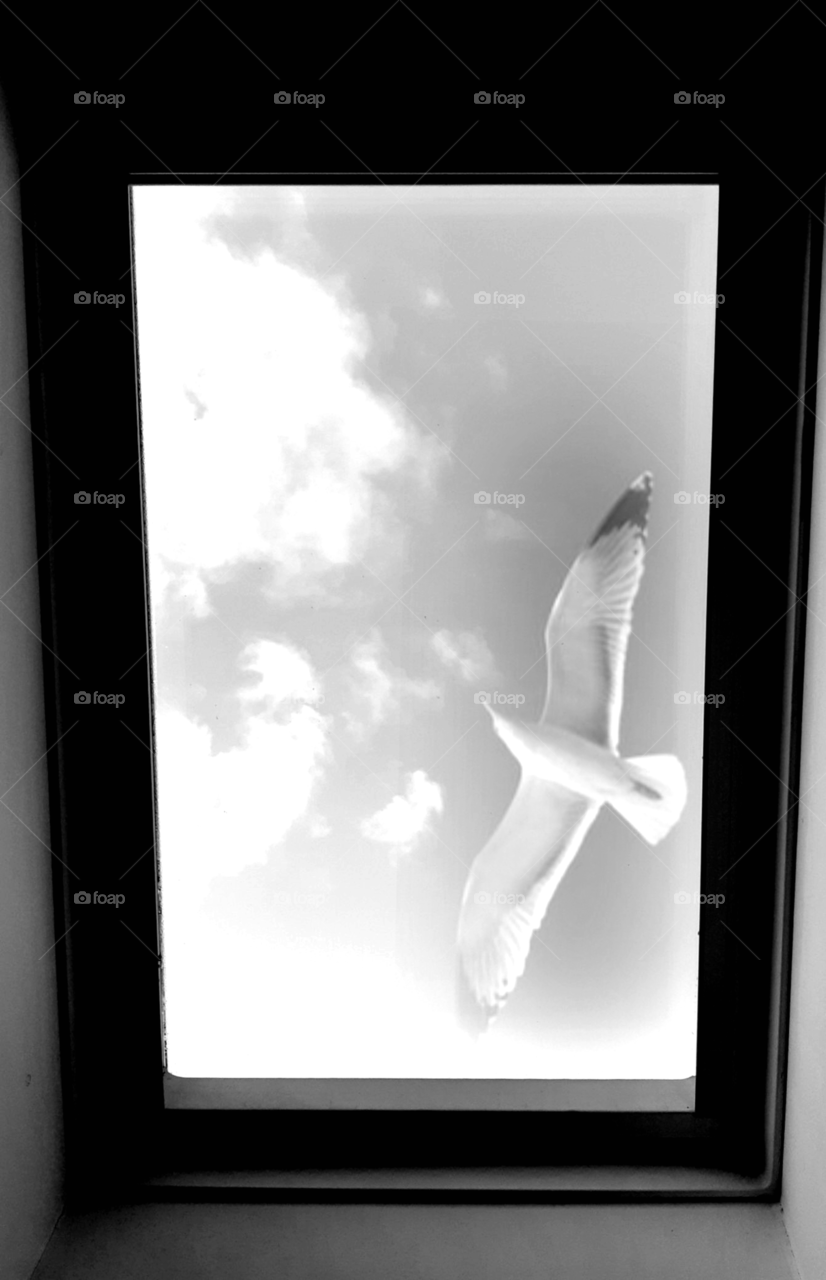 Seagull through the roof window