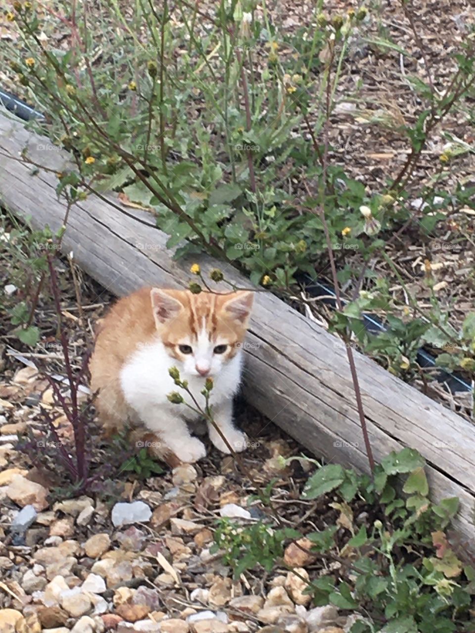Kitten discovering the world 