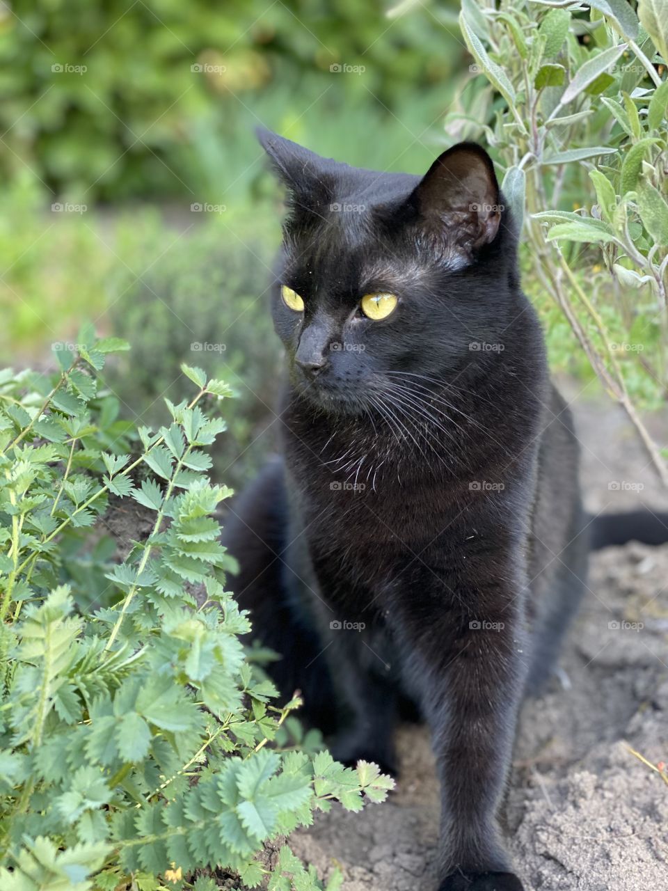 Black cat watching out for a mouse 