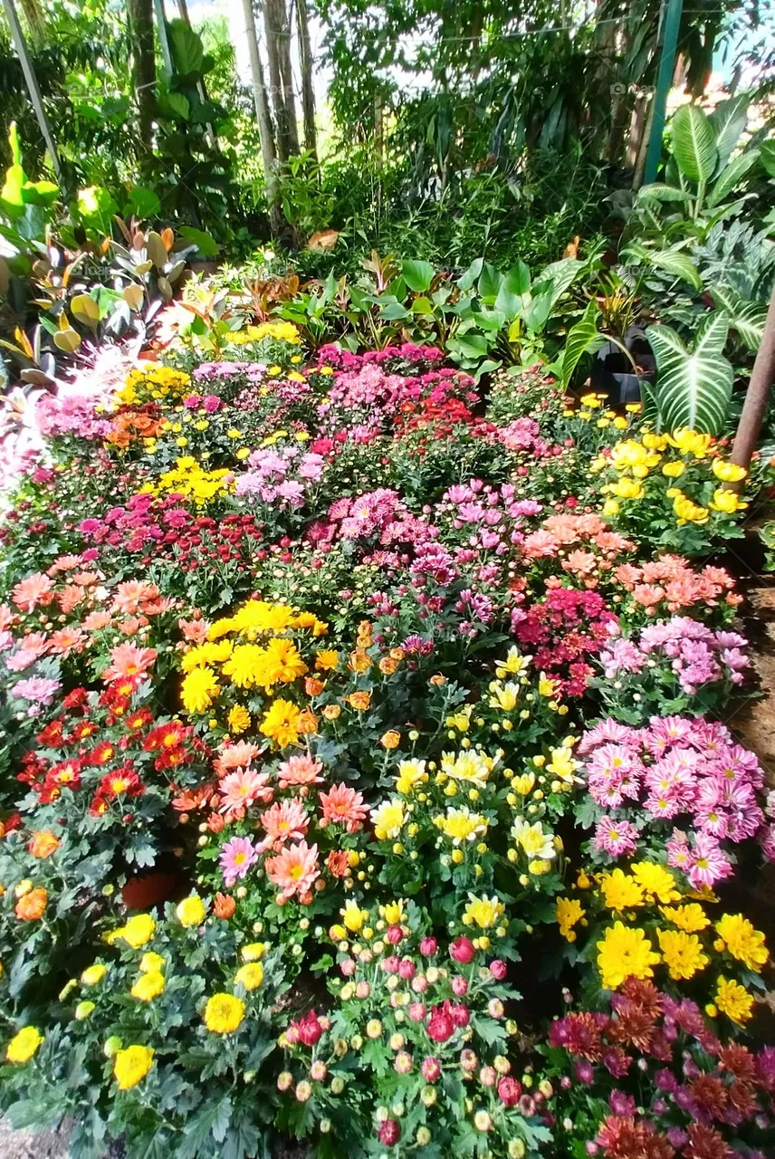 JJ Garden
