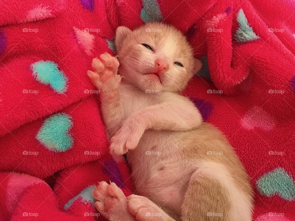 Kitty. Beautiful colors