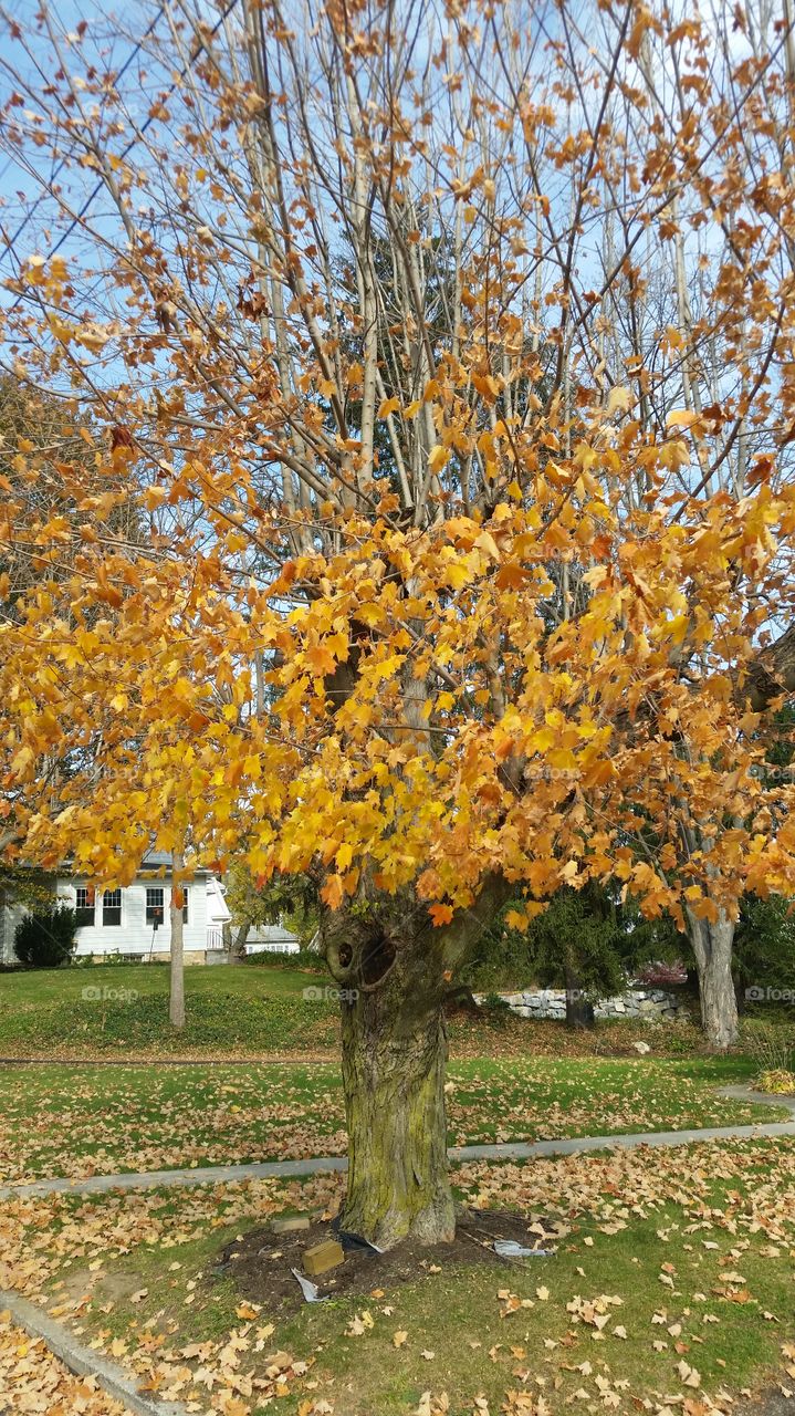 Tree, Fall, Leaf, Season, Branch