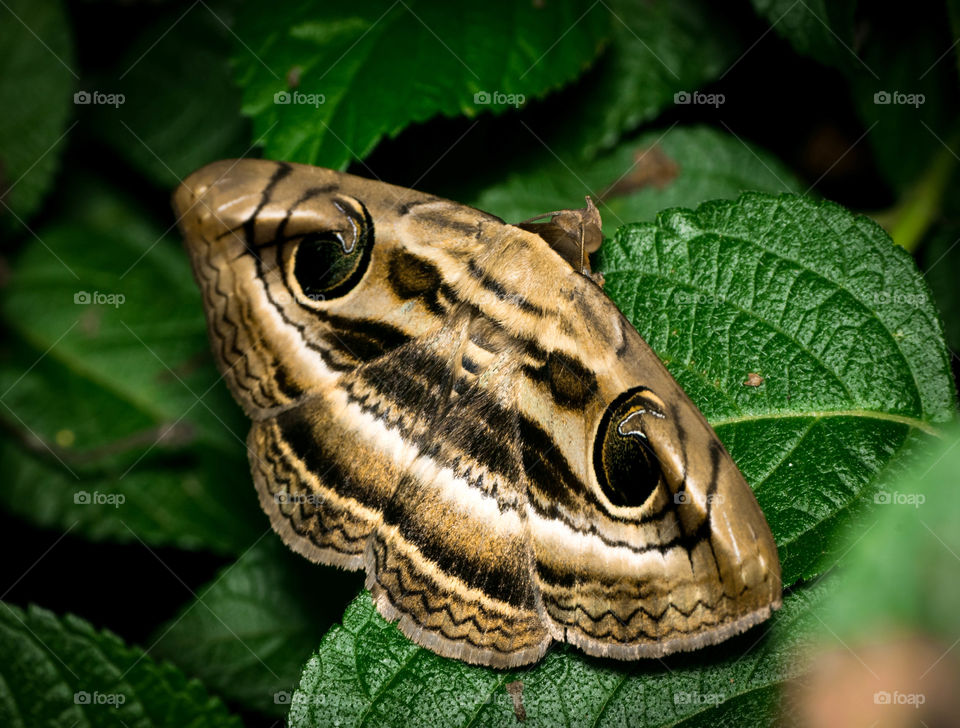 butterfly like cobra head