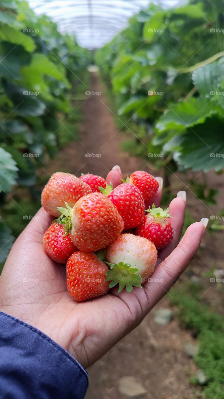 Red fruit in hand