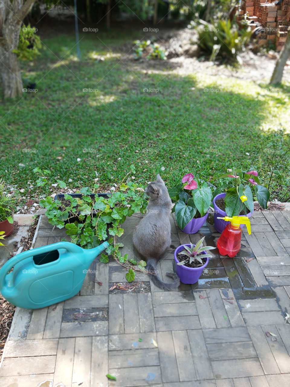 cat and plants