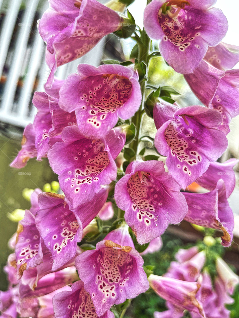 Foxgloves 