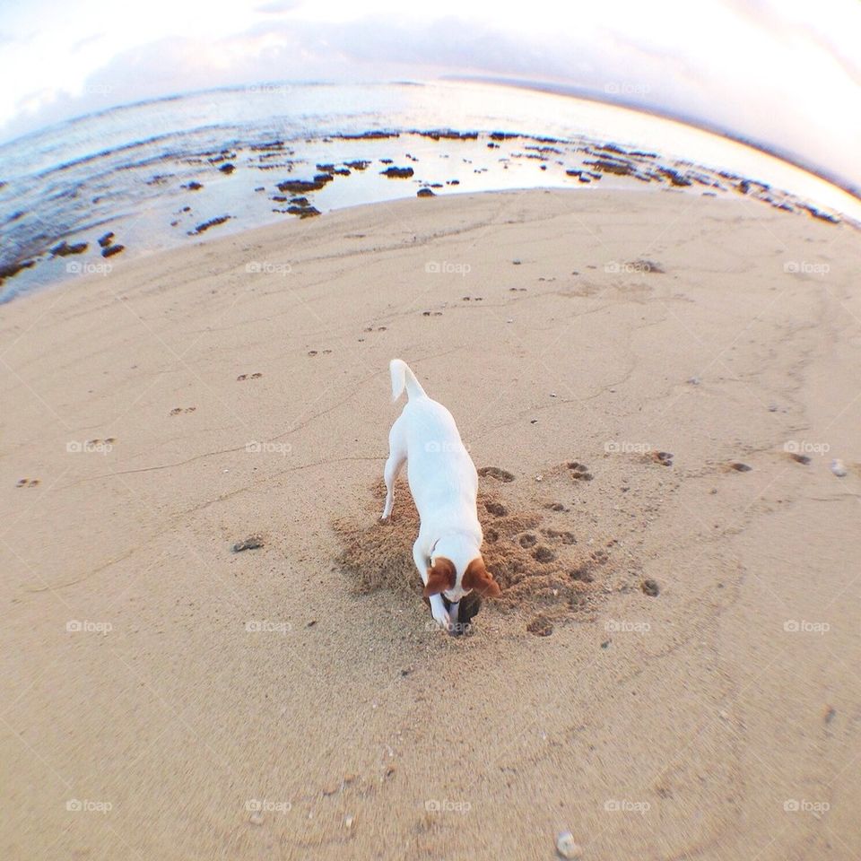 Digging Dog
