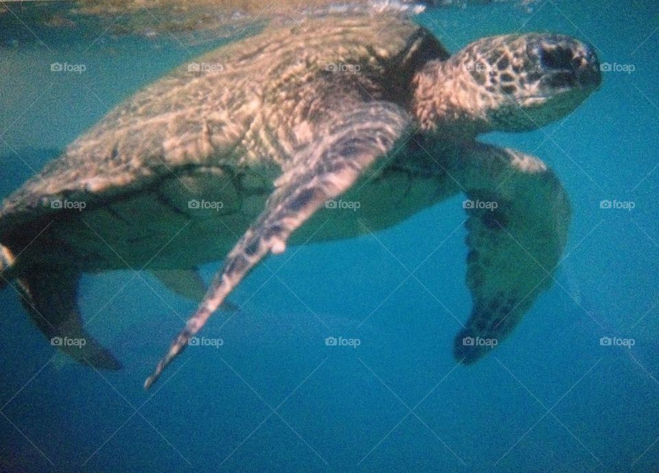 Sea turtle fun