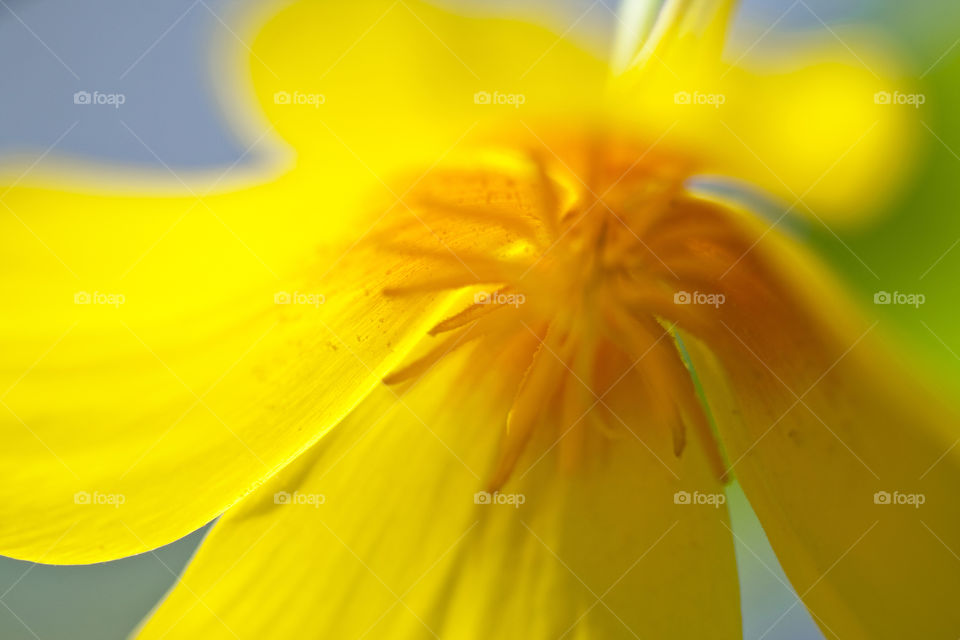 Yellow flower