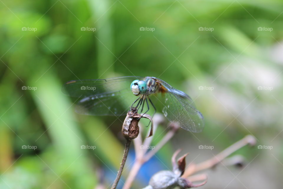 A close up picture of a dragon fly on a branch taken from below