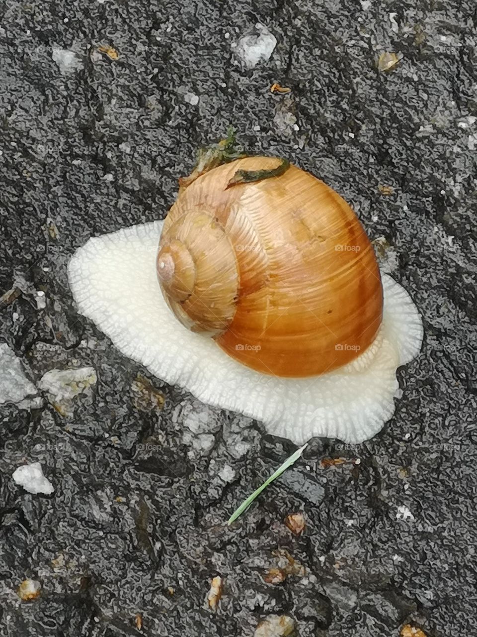 Schnecke
