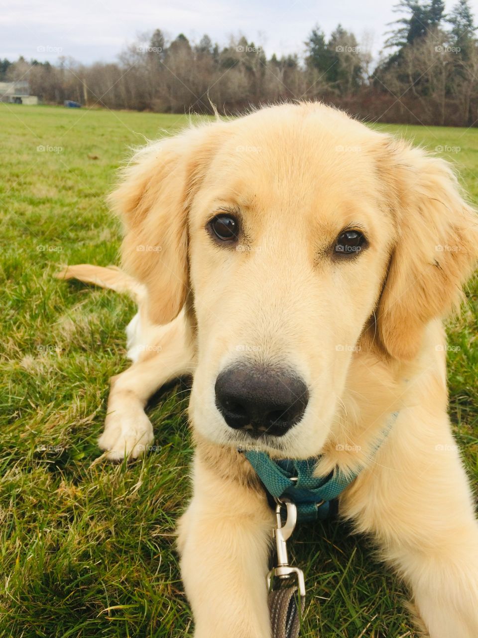 Golden retriever dog