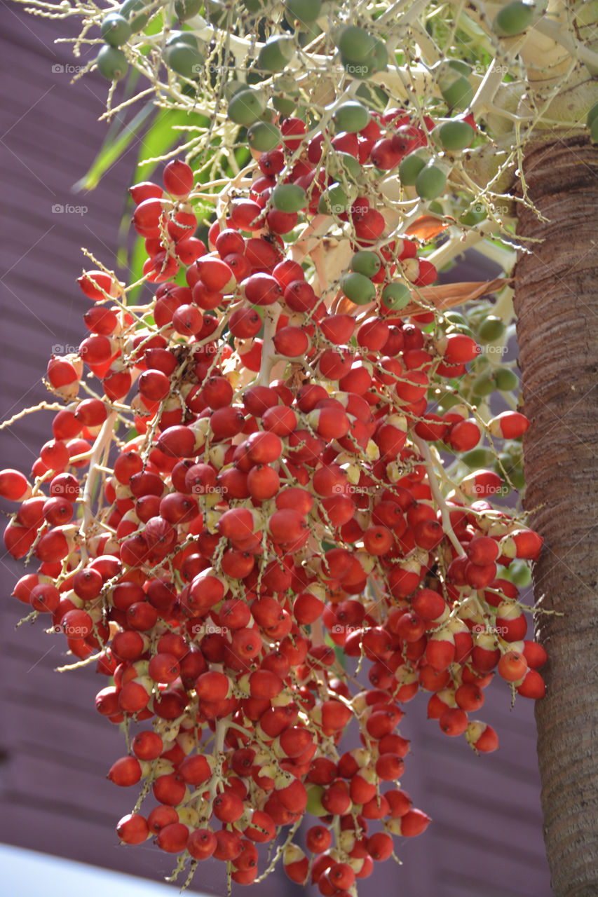 Palm fruits