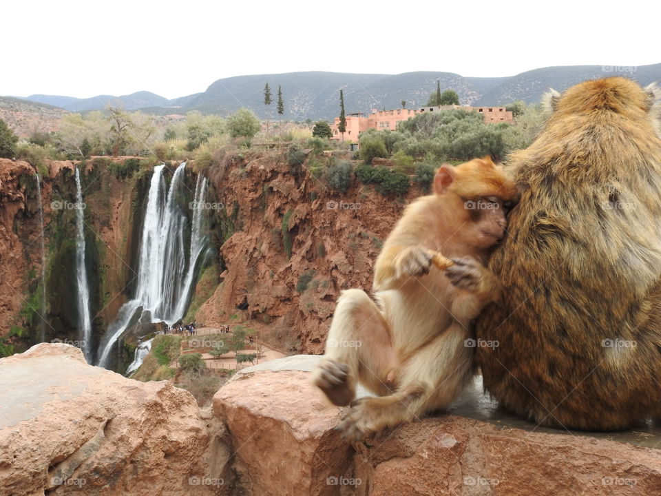 Two monkeys sitting near waterfall