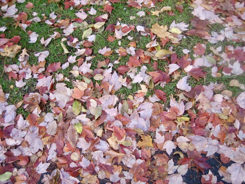 Leaves collecting