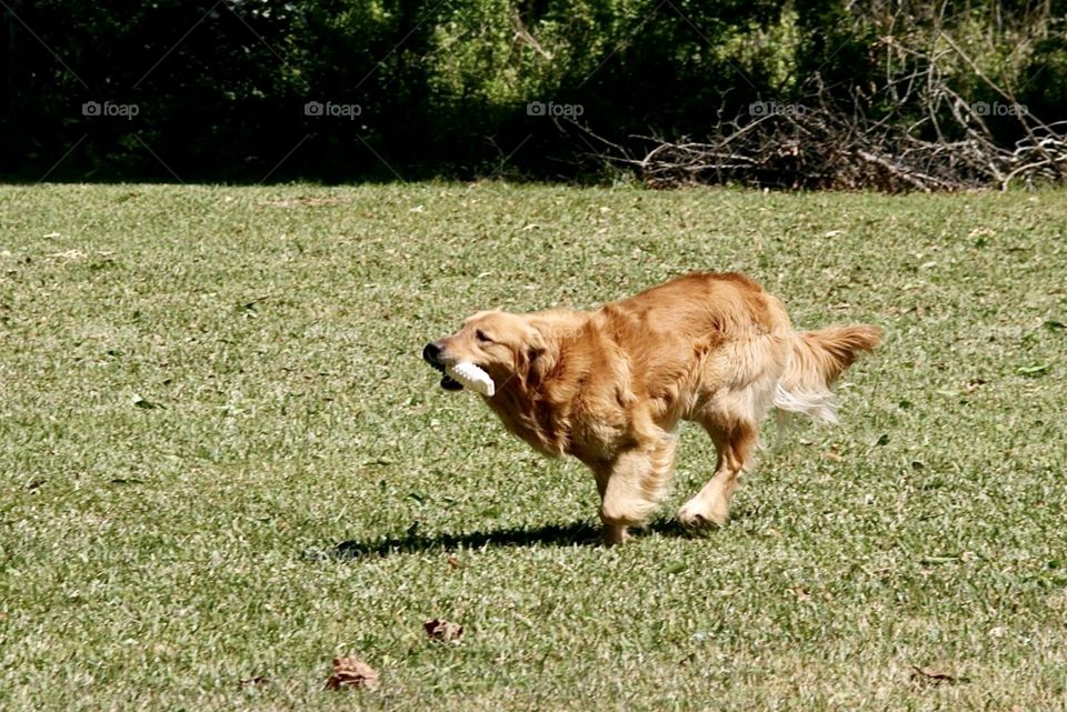 Golden retriever practicing retrieving on a sunny day.