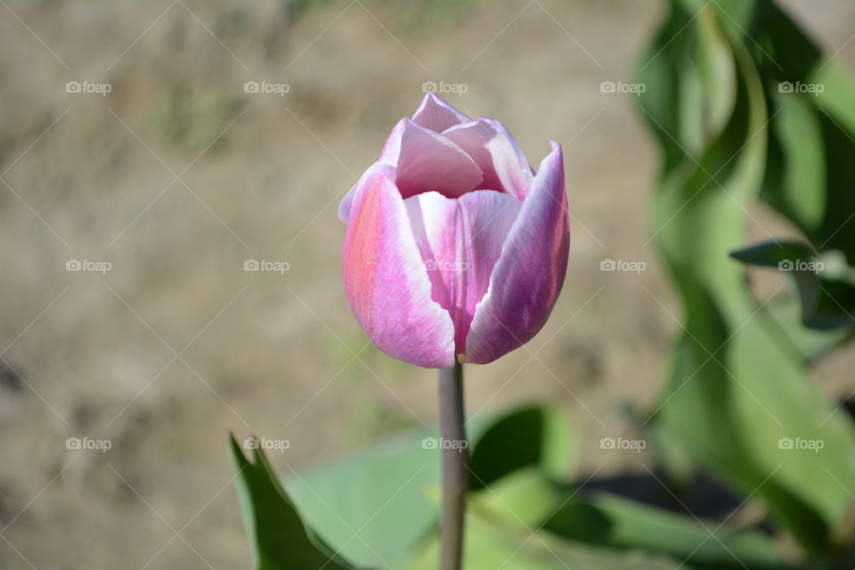 Pink tulip 