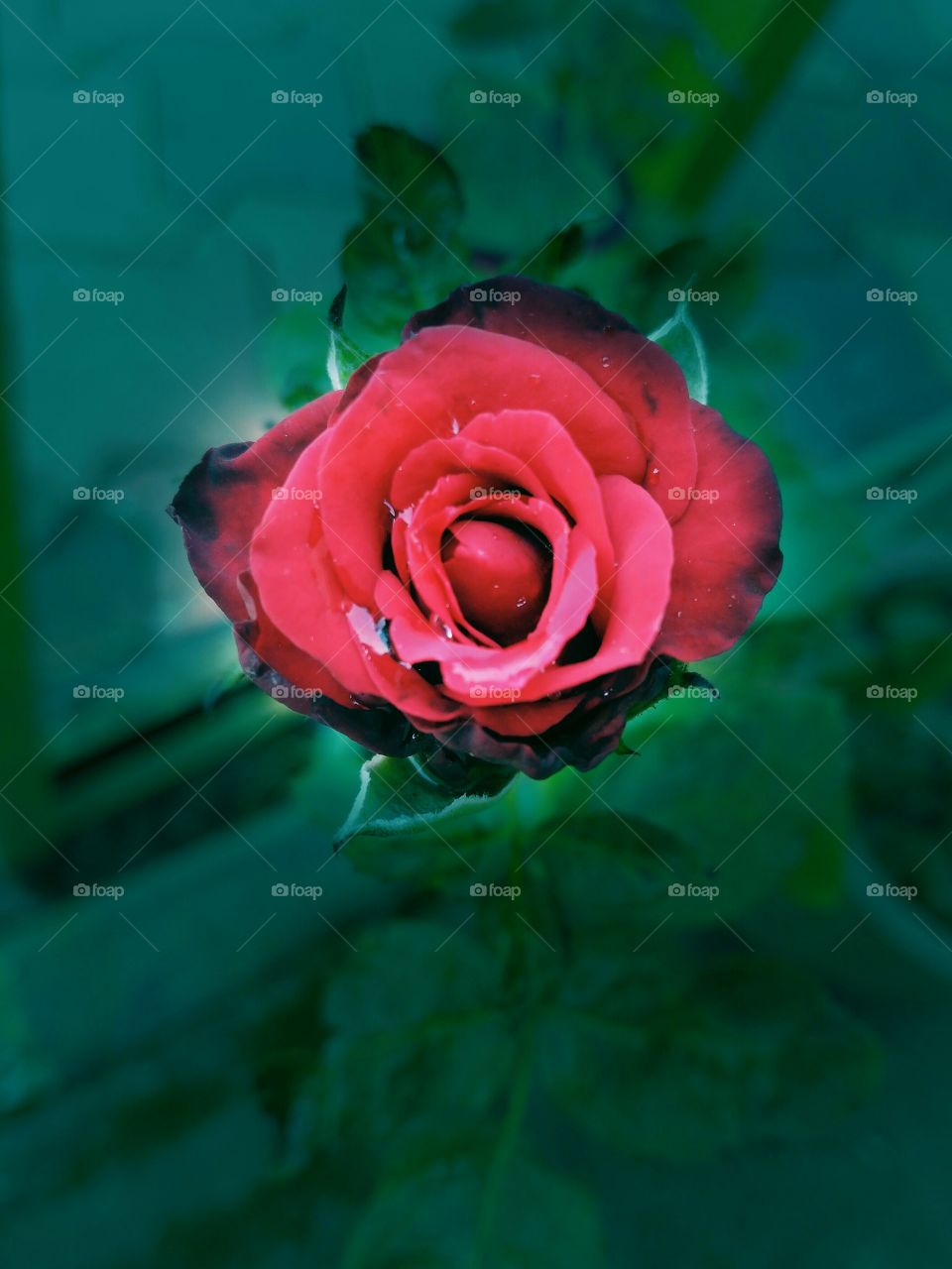 rose at my garden