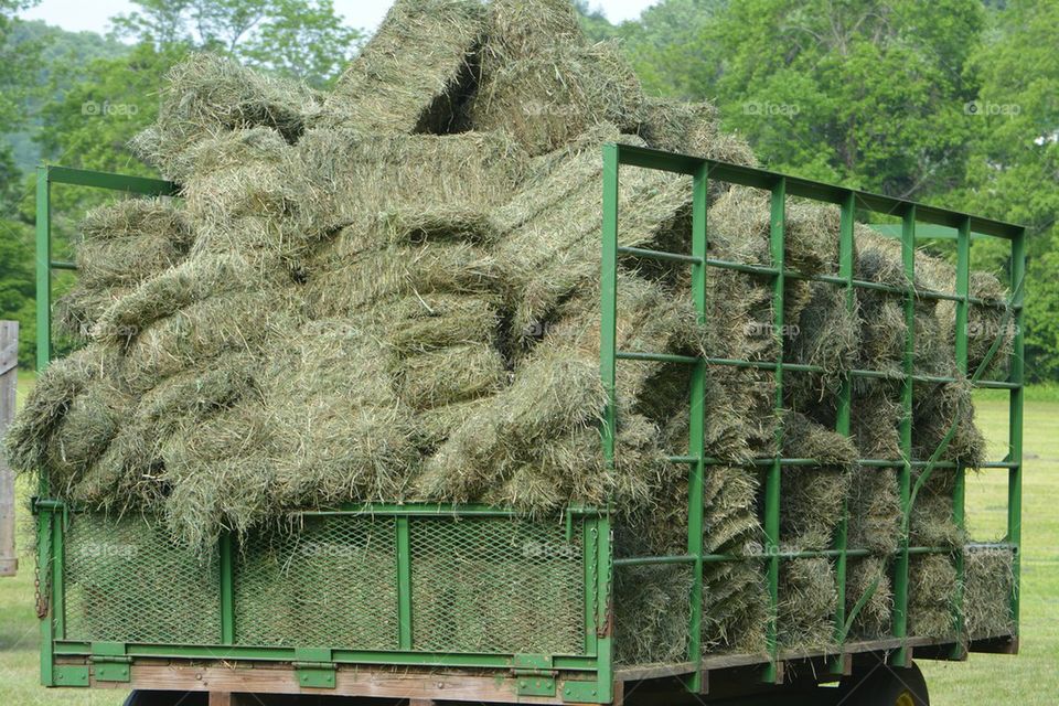full hay wagon