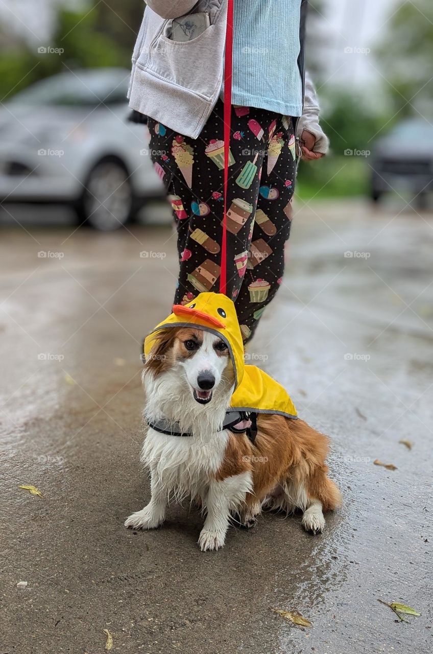 corgie going for a walk in the rain
