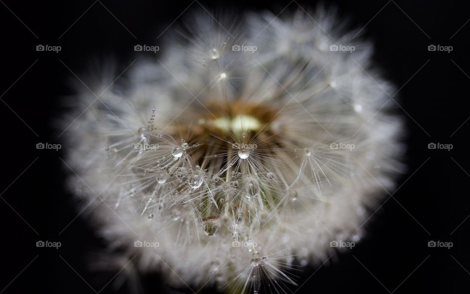 Dried dandelion with water drops