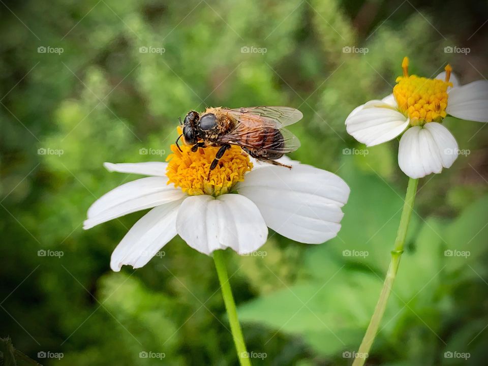 Cute Happy Bee On The Flower