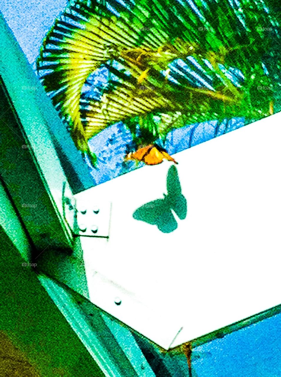 Buttèrfly shadow